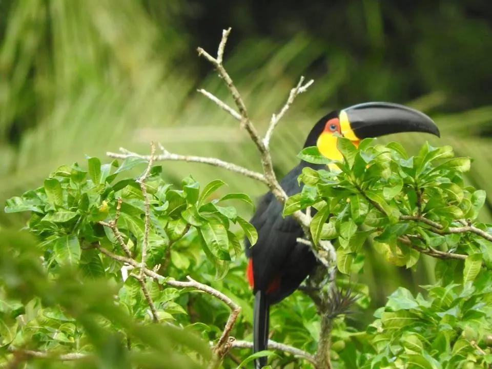 אורחן Florianópolis Pousada Do Pescador
