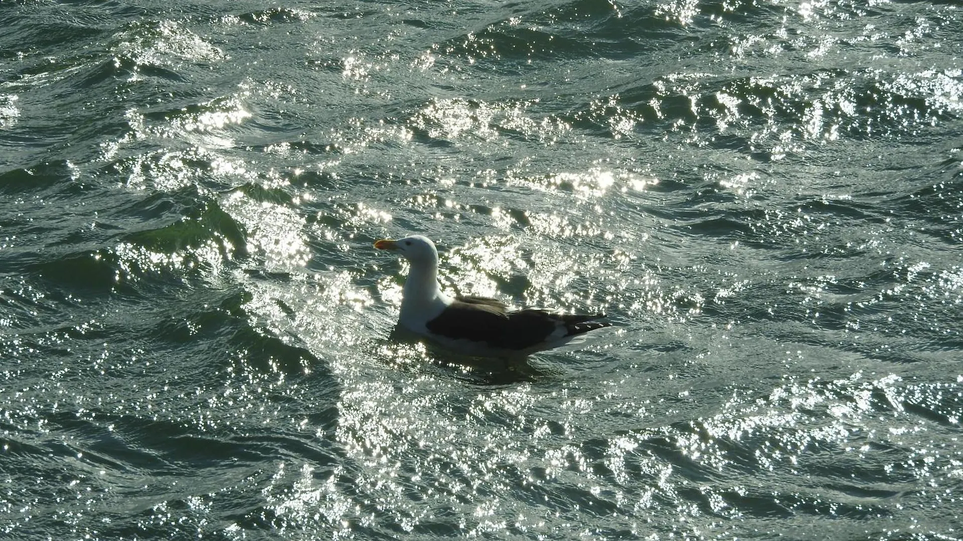 Florianópolis Pousada Do Pescador אורחן
